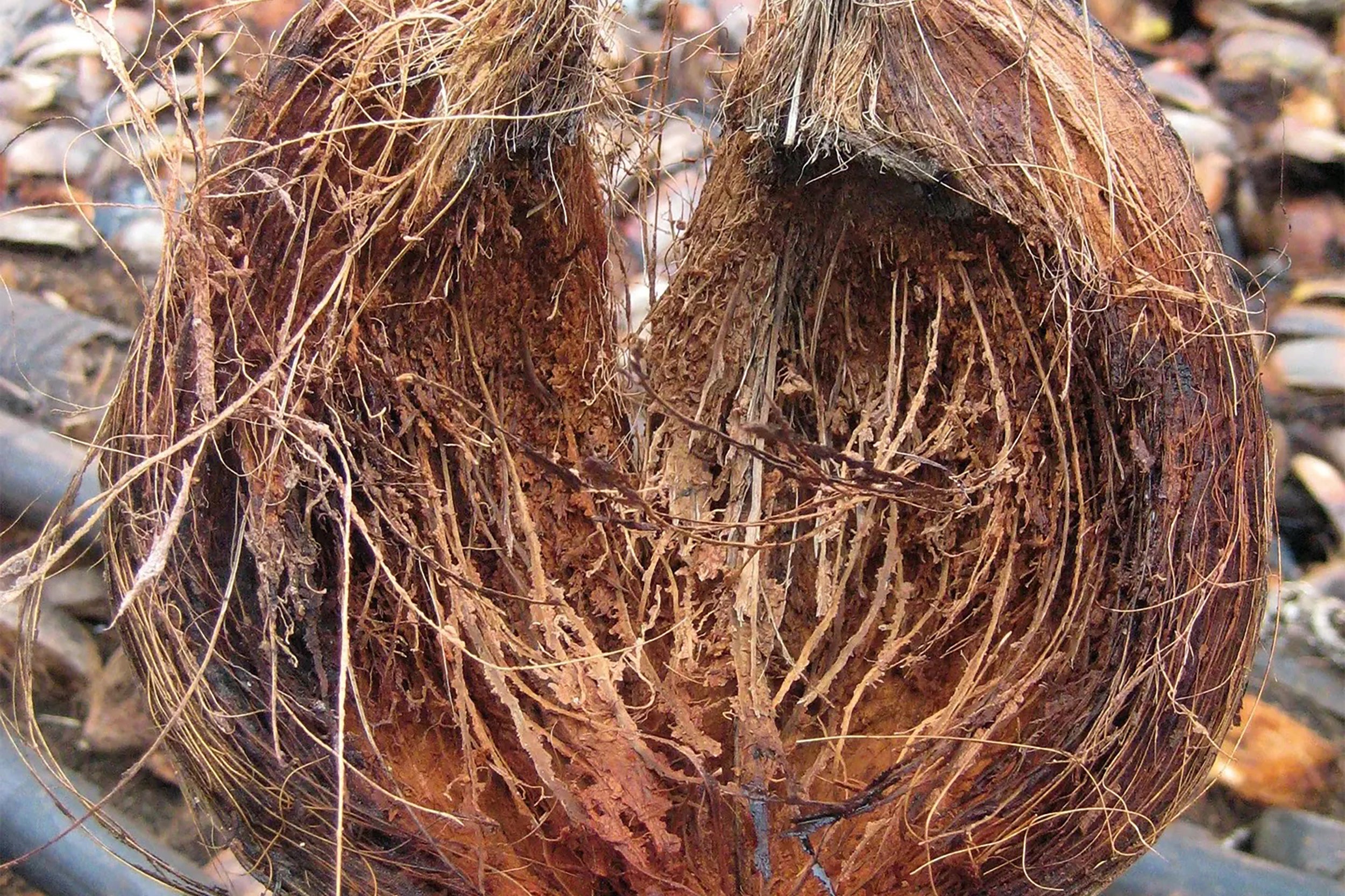 Redecker-Coconut Doormat