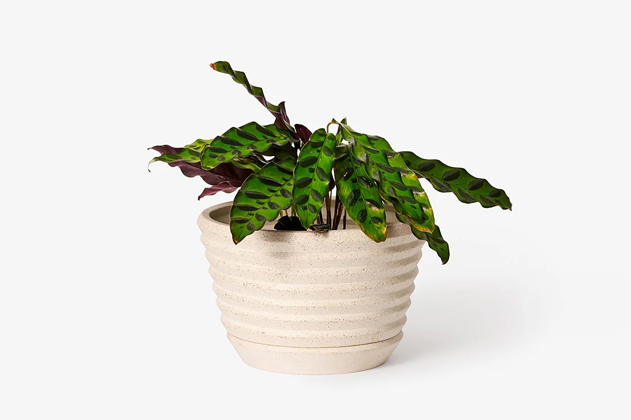 Areaware-Racine Planter // Sand