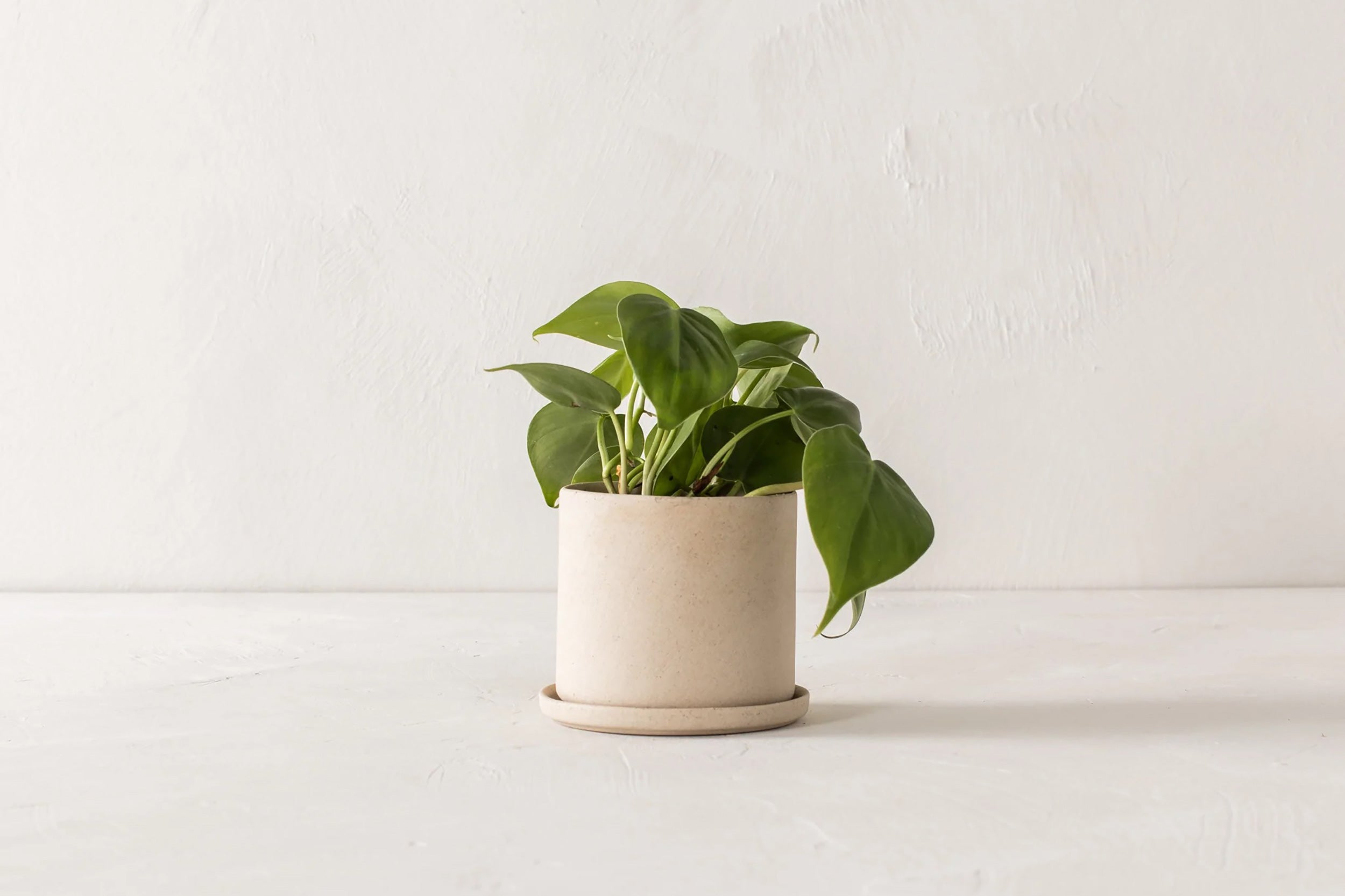 Convivial-Minimal Planter // Raw