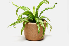Craighill-Cloud Planter